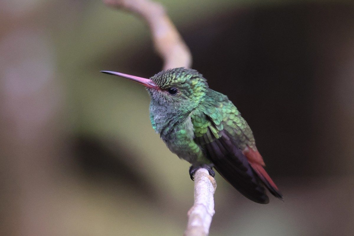 Rufous-tailed Hummingbird - ML643738985