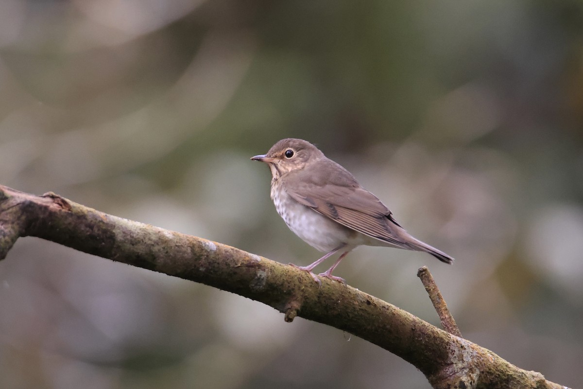 Swainson's Thrush - ML643739001
