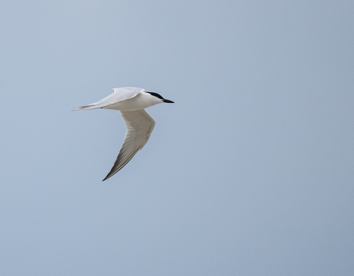 Gull-billed Tern - ML643739016