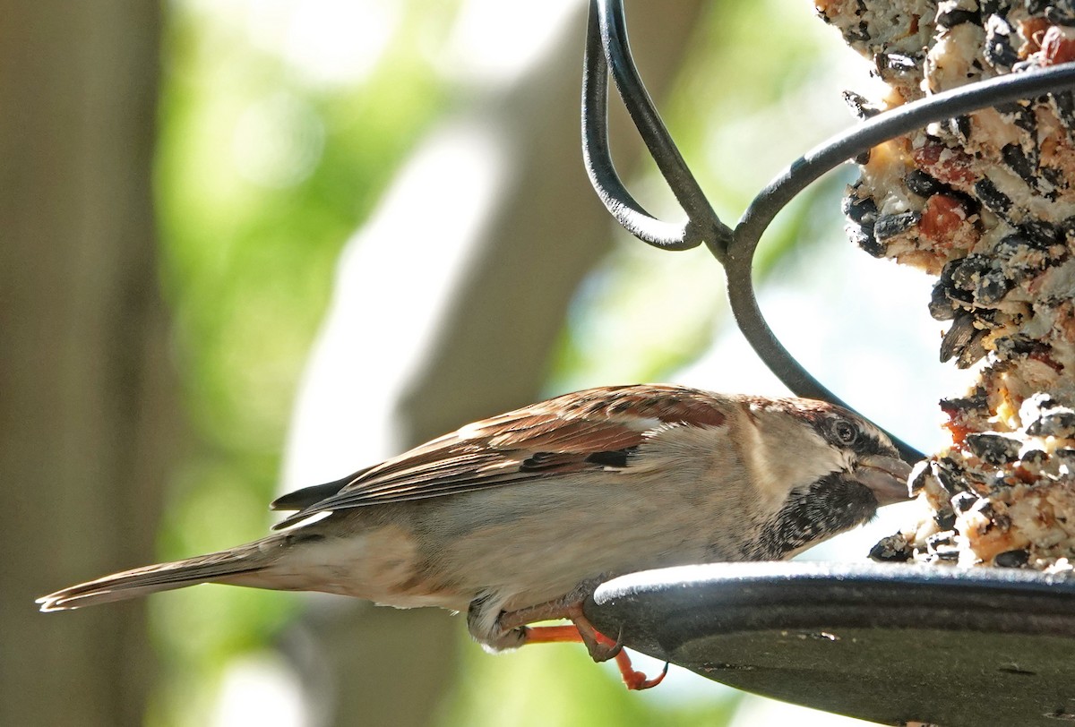House Sparrow - ML643739026