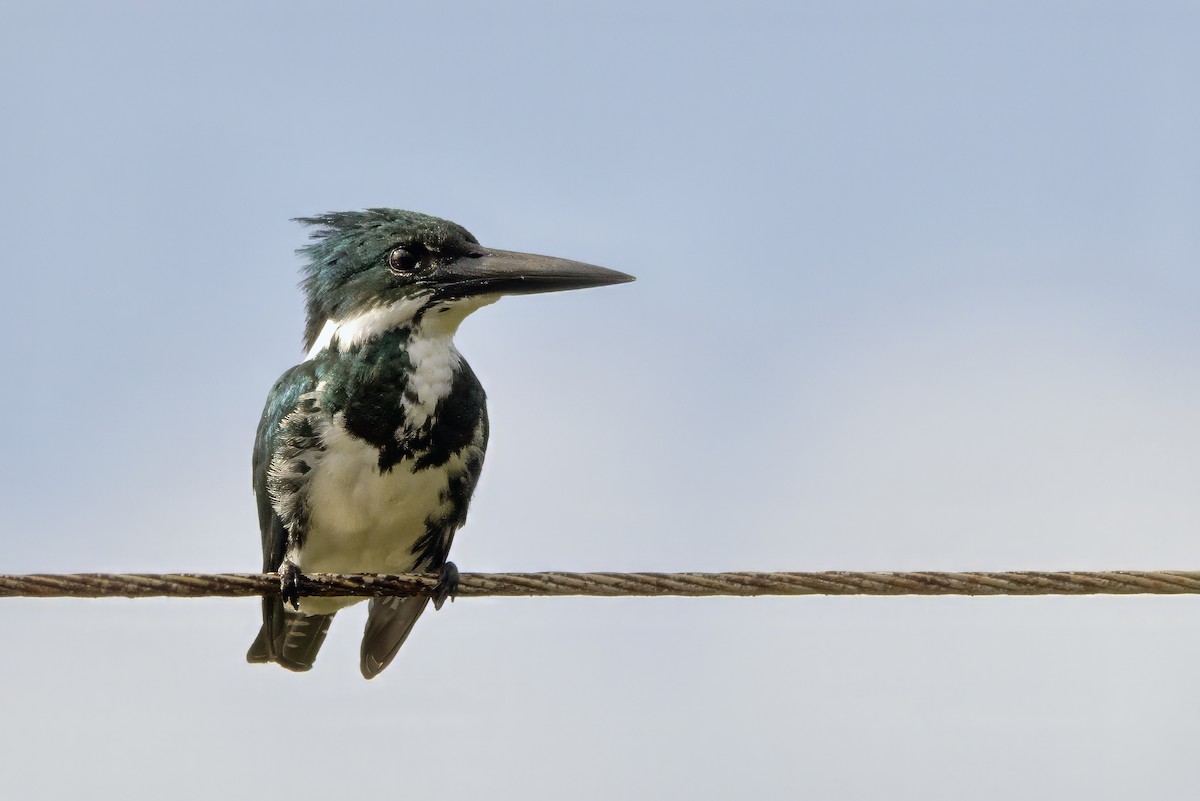 Amazon Kingfisher - ML643739052