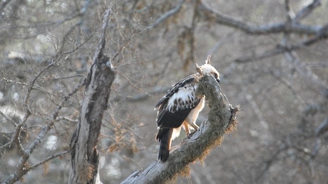 Changeable Hawk-Eagle - ML643739066