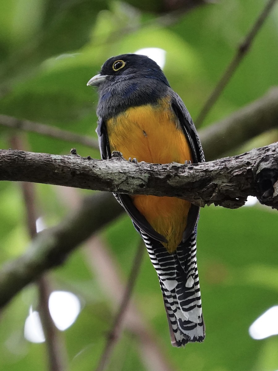 Mor Trogon - ML643739081