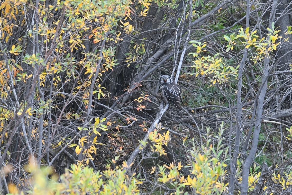 Харсуун ууль - ML643739101