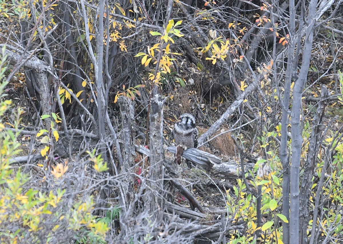 Харсуун ууль - ML643739102