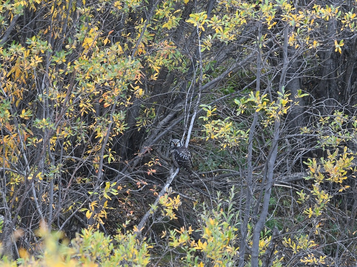 Харсуун ууль - ML643739103