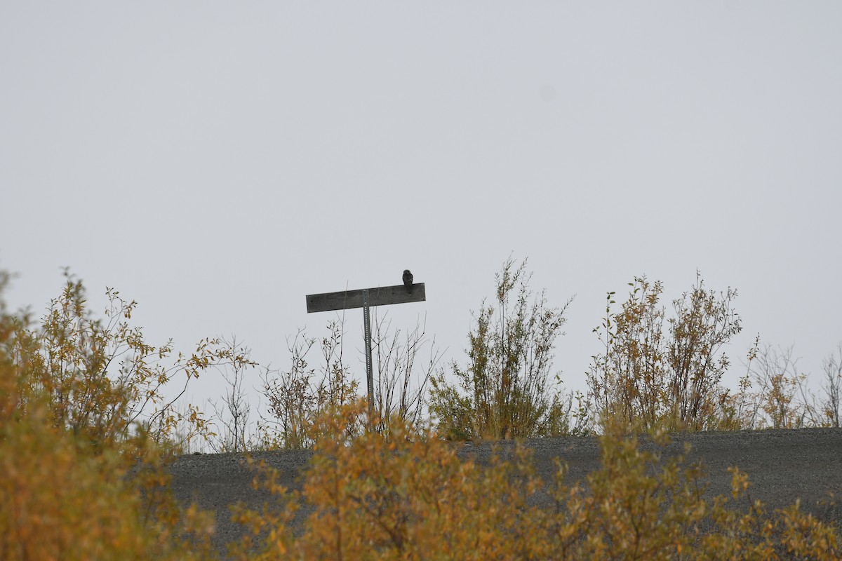 Харсуун ууль - ML643739105