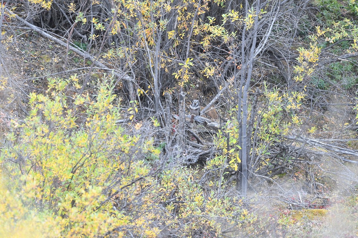 Харсуун ууль - ML643739106