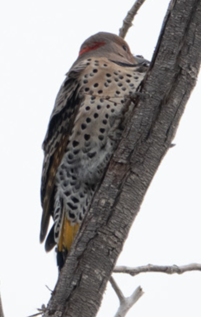 ハシボソキツツキ（auratus／luteus） - ML643739108