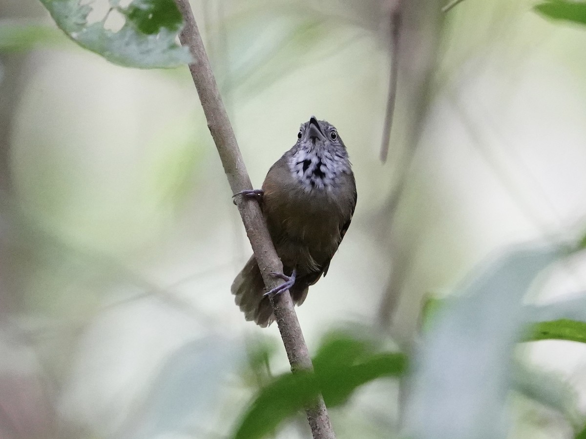 Checker-throated Stipplethroat - ML643739116