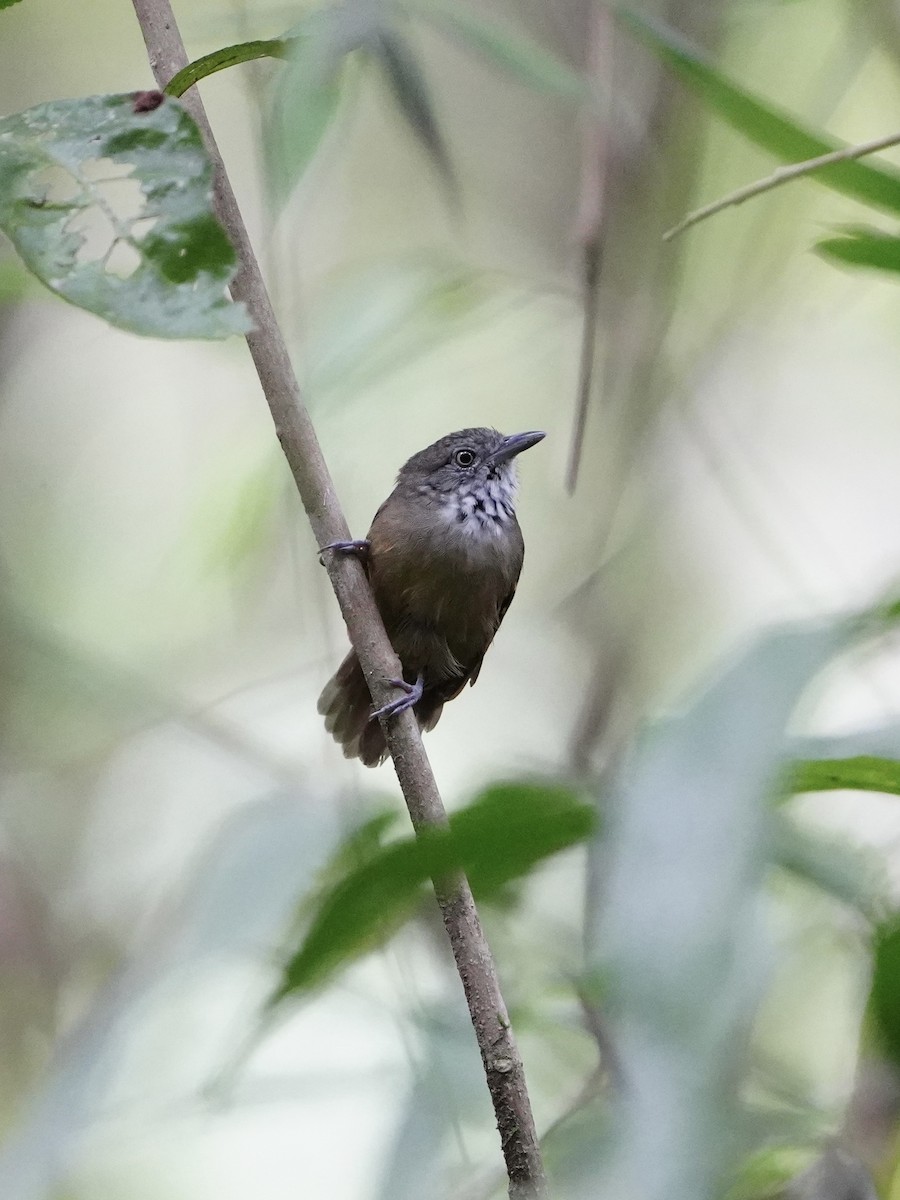 Checker-throated Stipplethroat - ML643739117