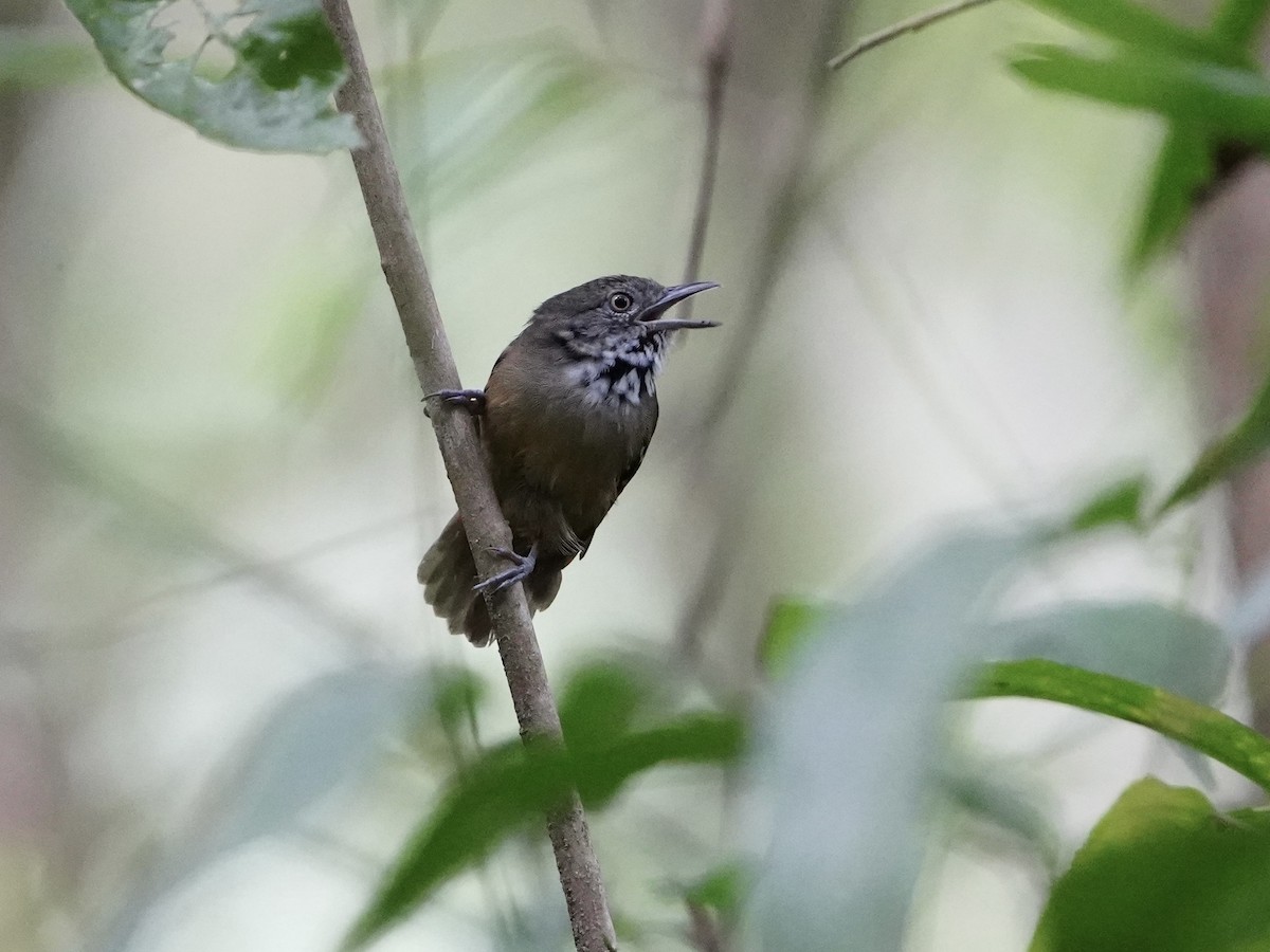 Checker-throated Stipplethroat - ML643739118