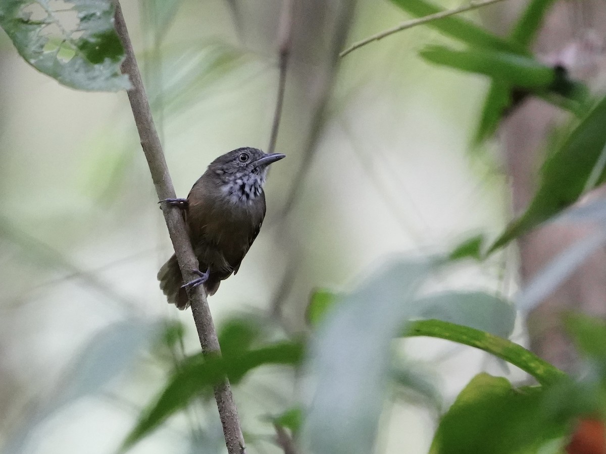 Checker-throated Stipplethroat - ML643739119