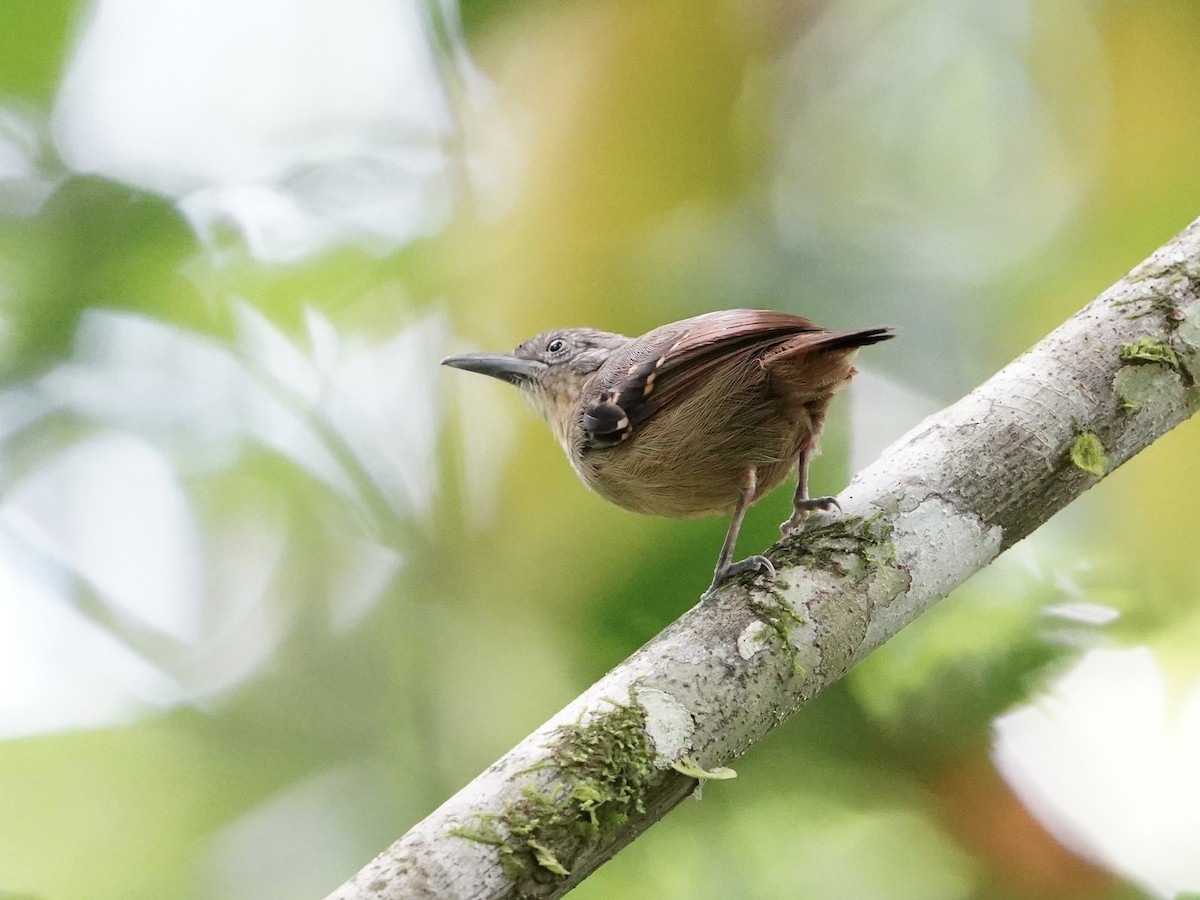 Checker-throated Stipplethroat - ML643739120