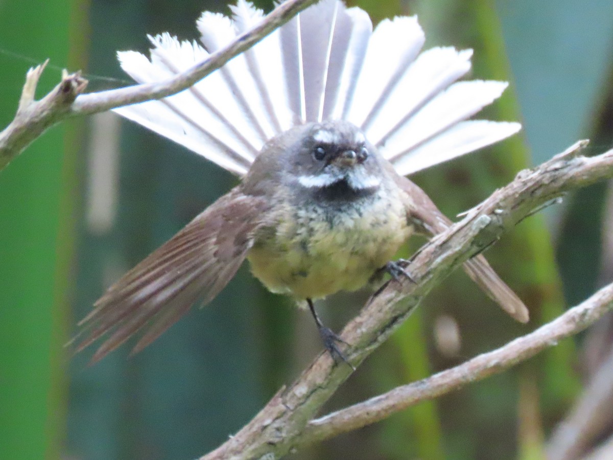 New Zealand Fantail - ML643739122