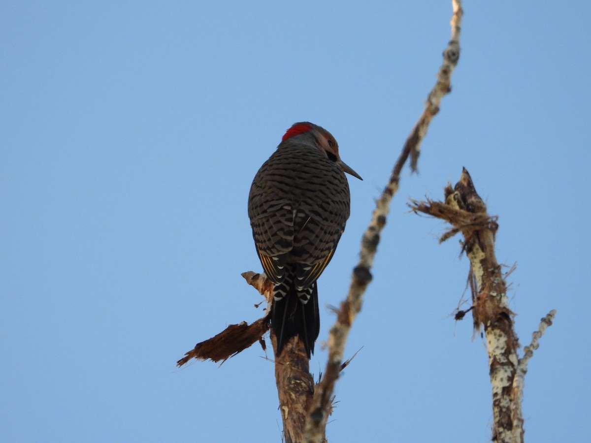 Northern Flicker (Yellow-shafted) - ML643739123