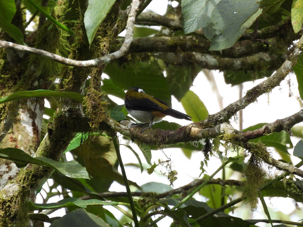 Black-winged Saltator - ML643739125