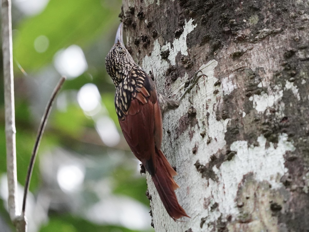 Black-striped Woodcreeper - ML643739129