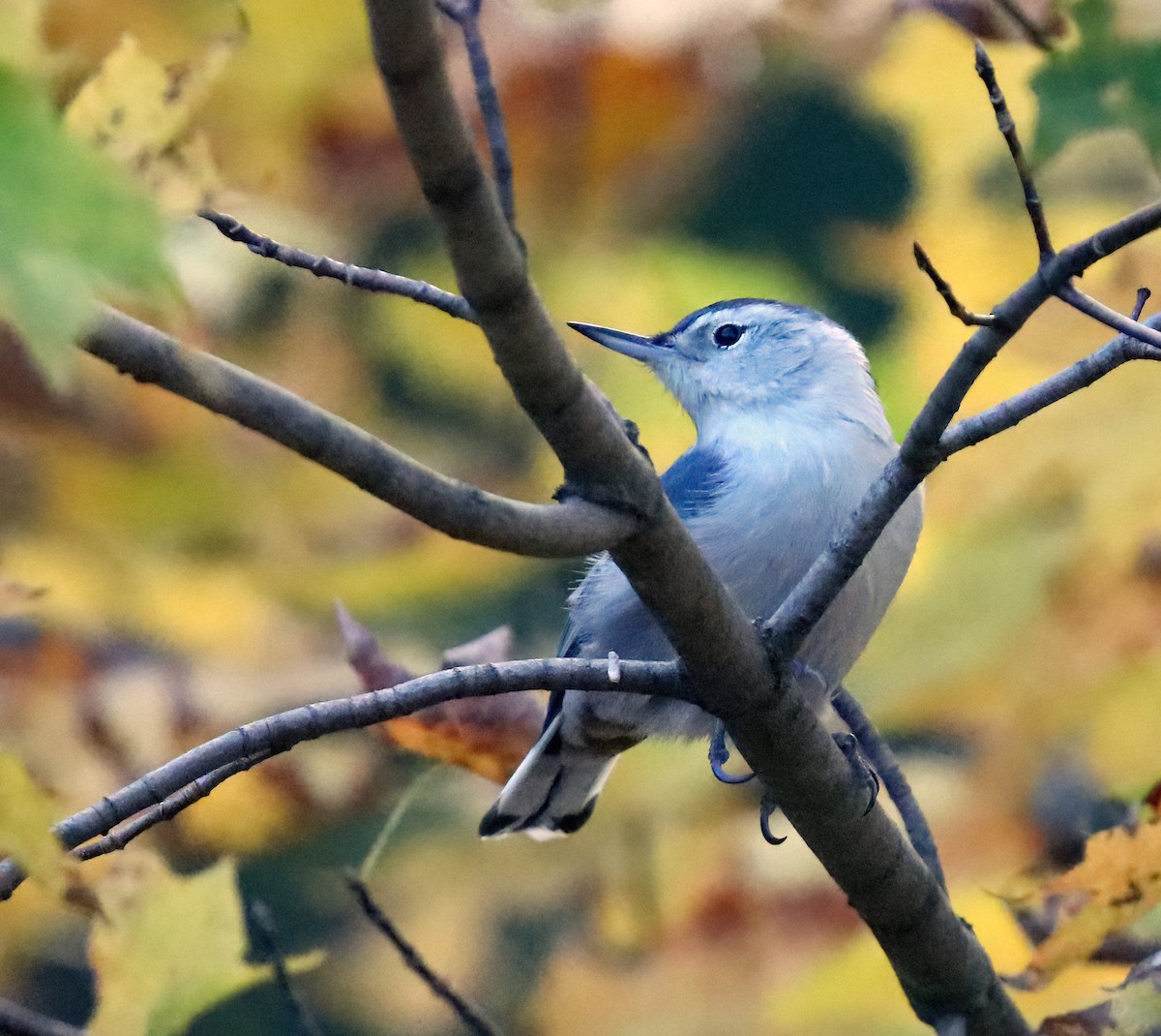White-breasted Nuthatch - ML643739134