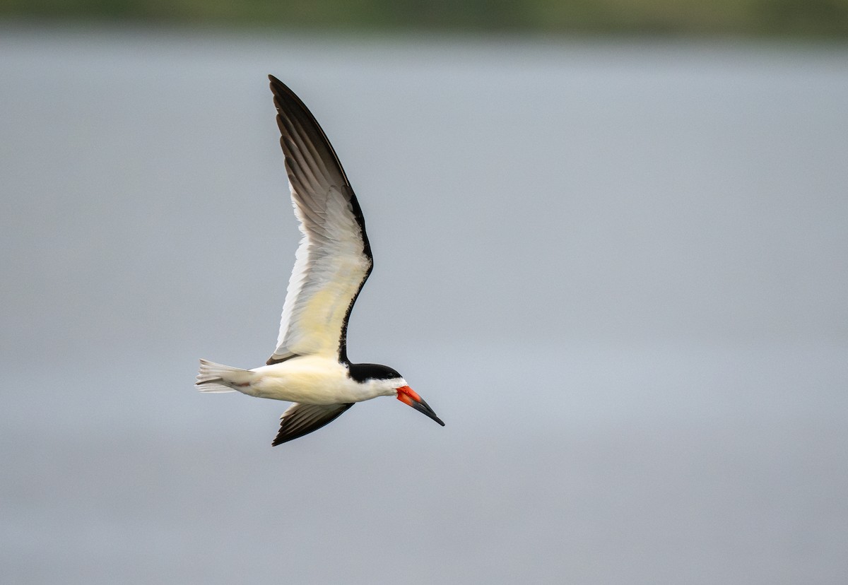 Black Skimmer - ML643739143