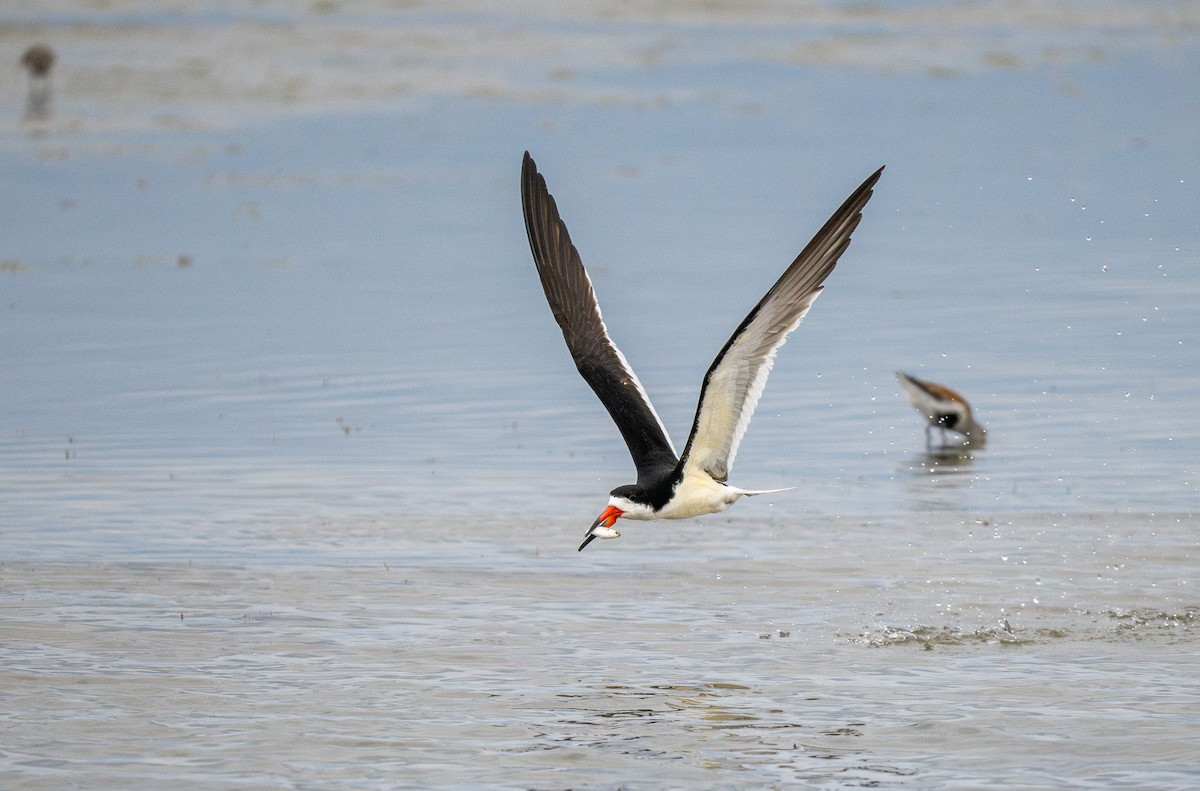 Black Skimmer - ML643739144