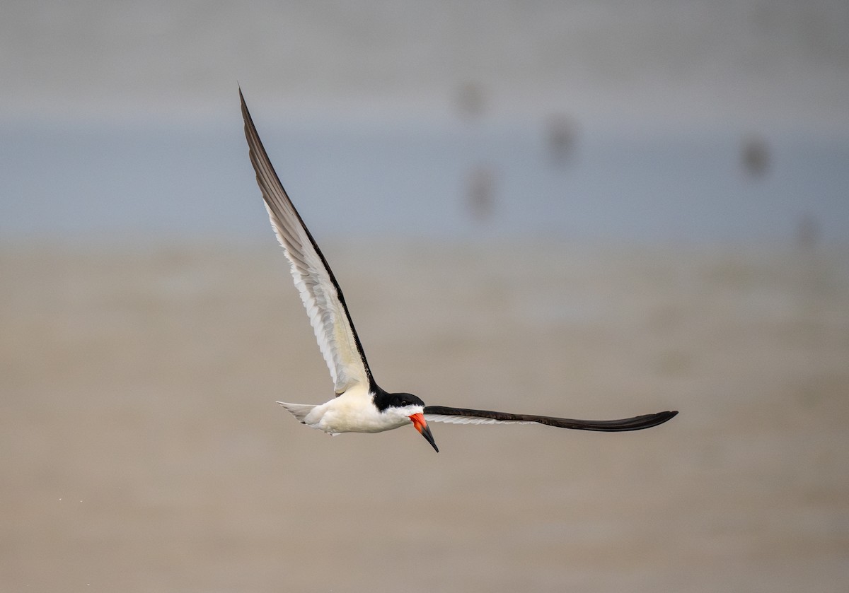 Black Skimmer - ML643739145