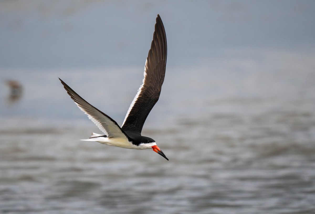 Black Skimmer - ML643739146