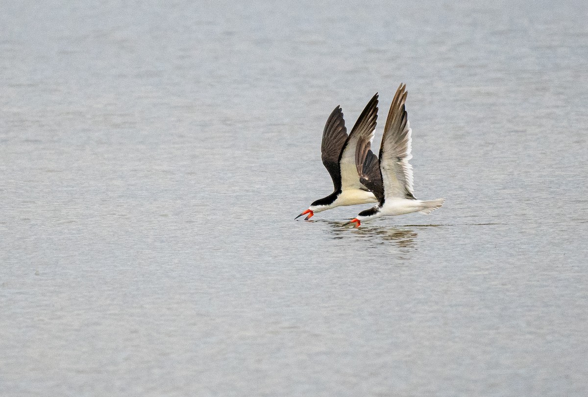 Black Skimmer - ML643739147