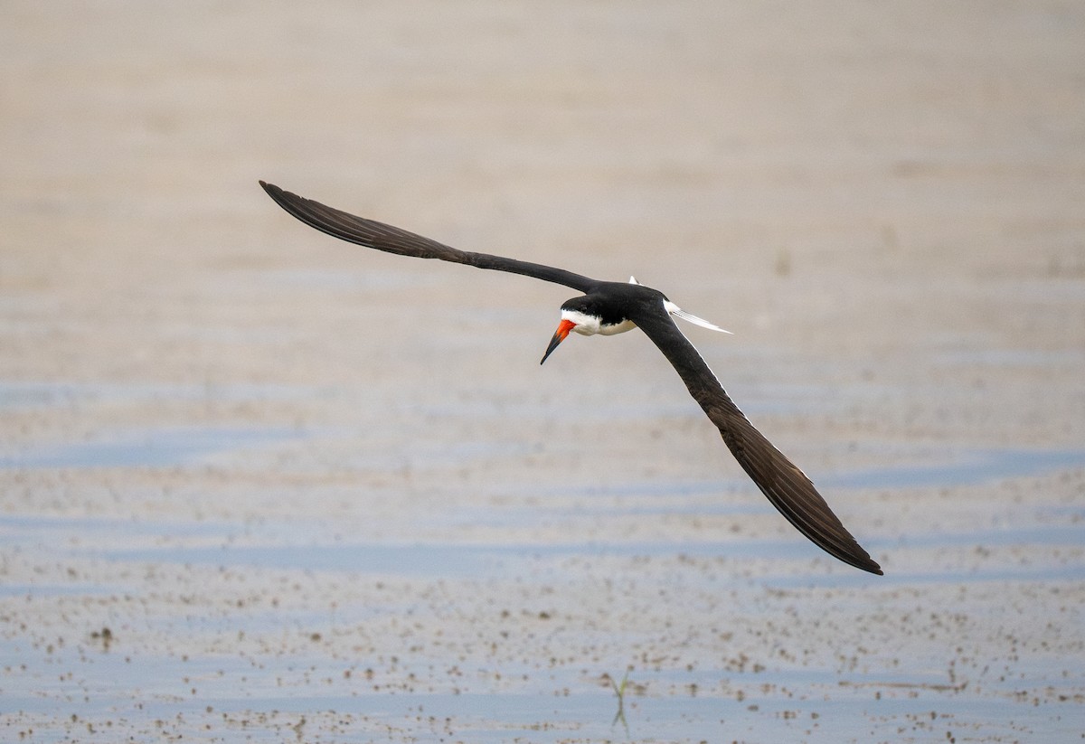 Black Skimmer - ML643739148