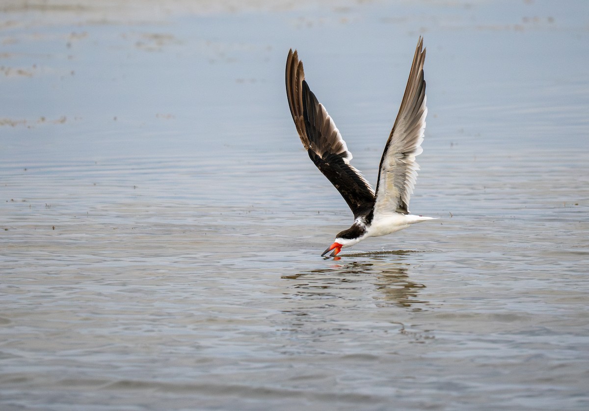 Black Skimmer - ML643739149