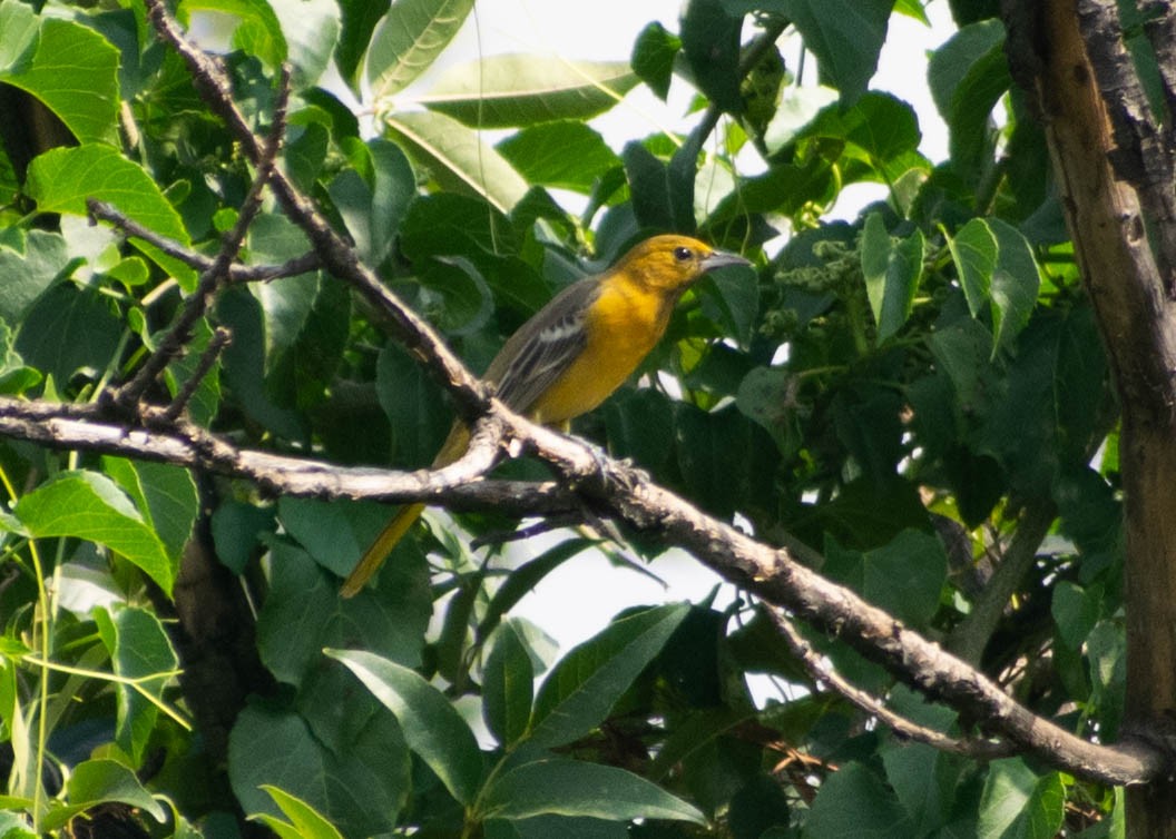 Oriole masqué (cucullatus/sennetti) - ML643739154