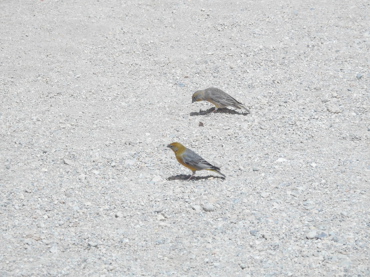 Bright-rumped Yellow-Finch - ML643739161