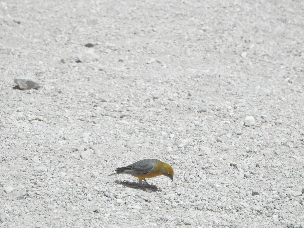 Bright-rumped Yellow-Finch - ML643739162