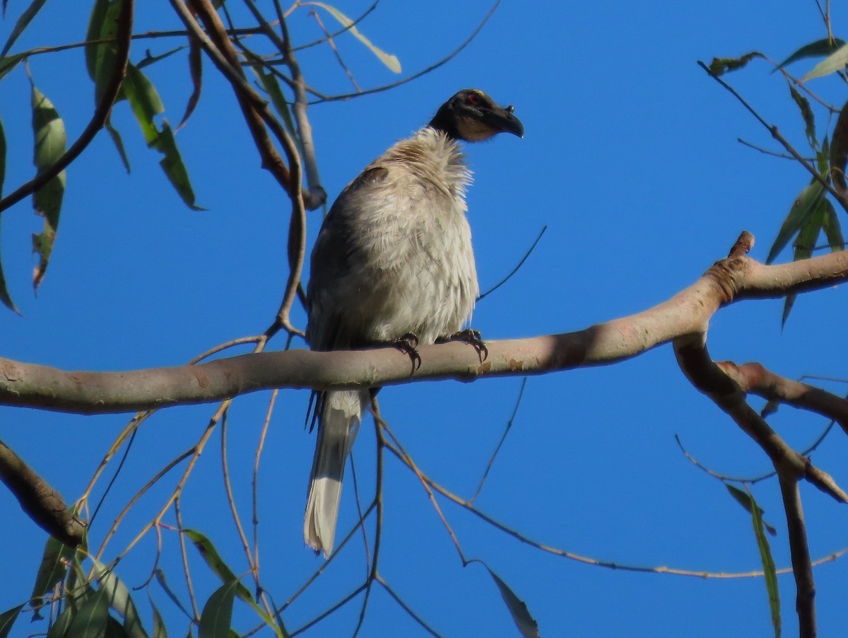 Noisy Friarbird - ML643739170