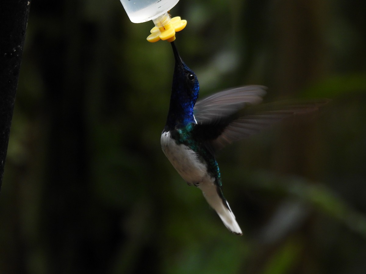 White-necked Jacobin - ML643739177