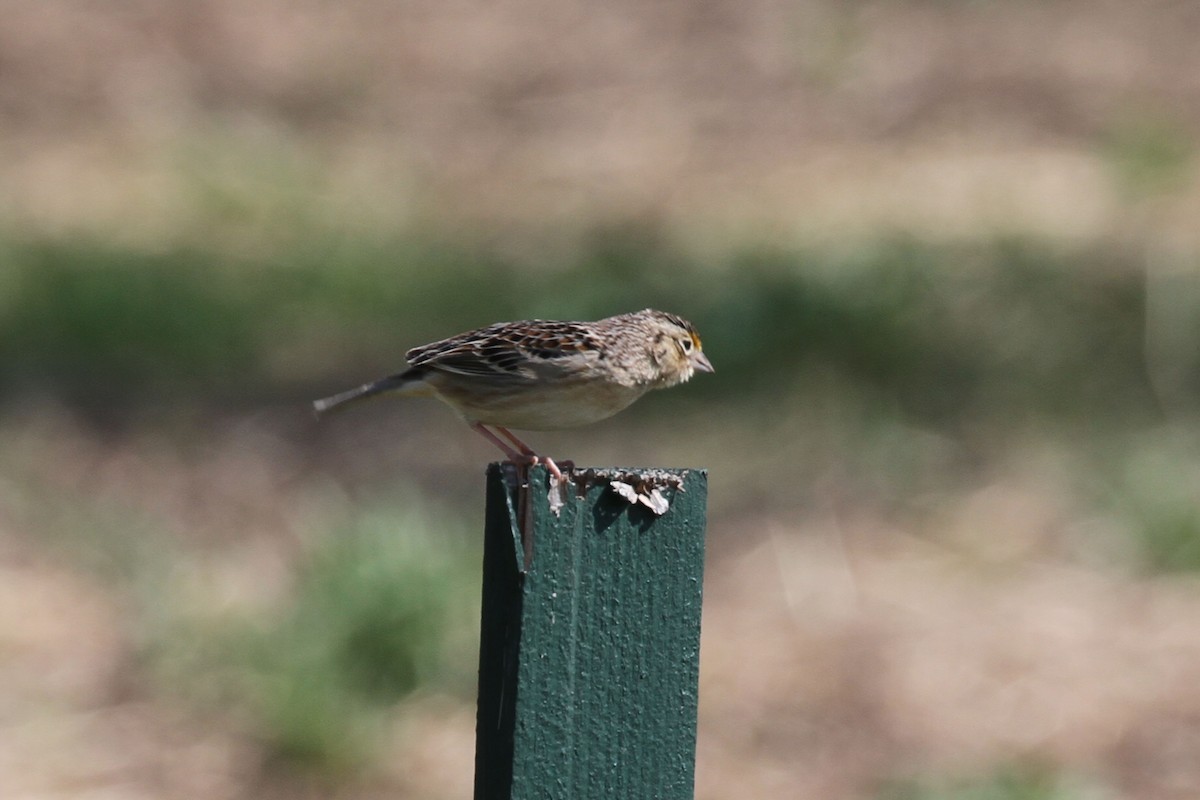 Grasshopper Sparrow - ML643739185