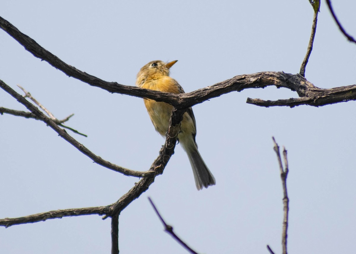 Buff-breasted Flycatcher - ML643739197