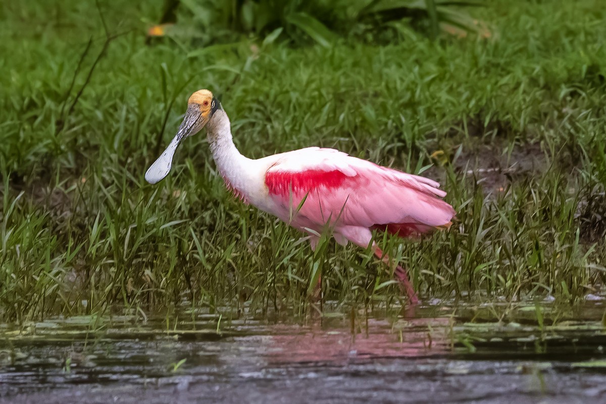 Roseate Spoonbill - ML643739198