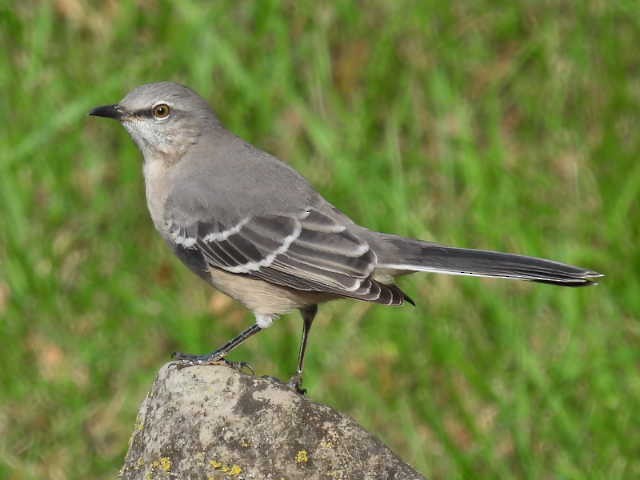 Northern Mockingbird - ML643739203