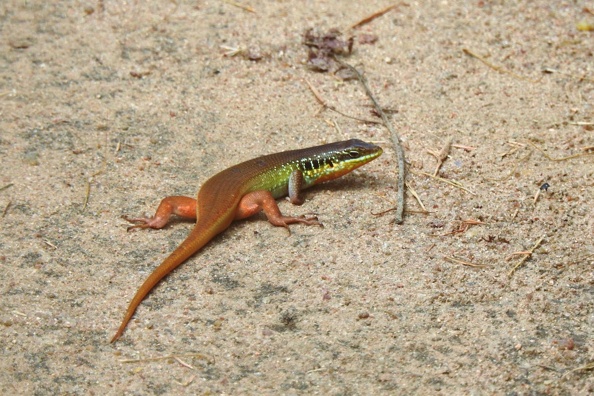 African Five-lined Skink - ML643739205