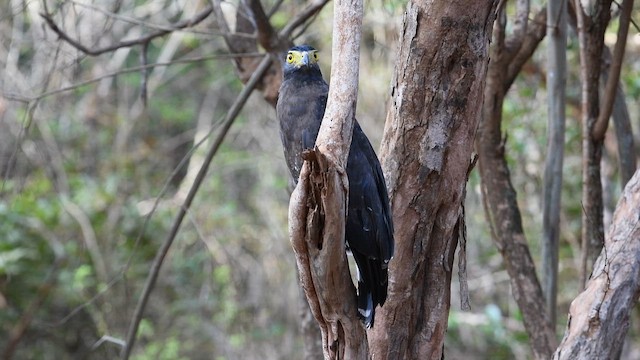 Crested Serpent-Eagle - ML643739206