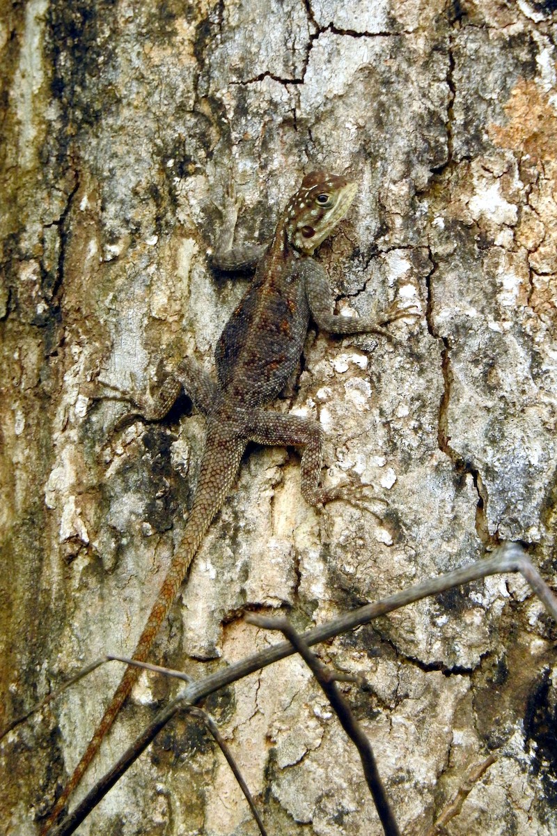 Kenyan Rock Agama - ML643739207