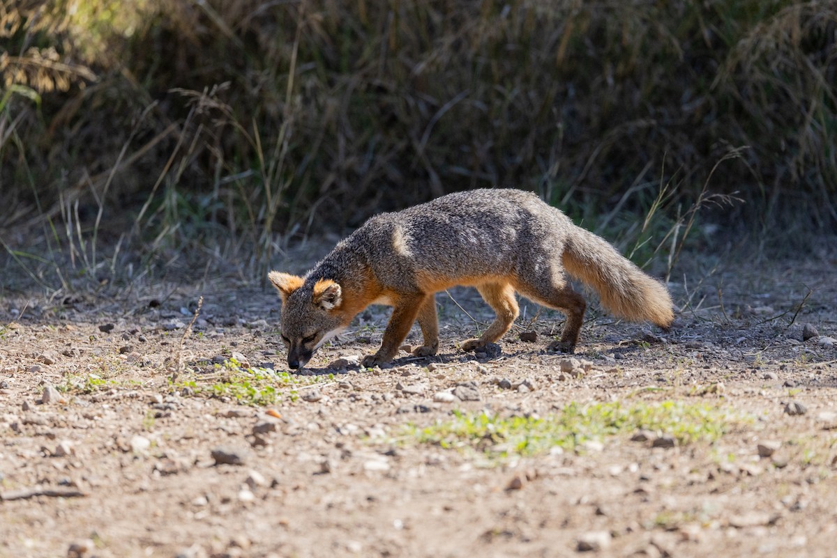 Animals - ML643739218