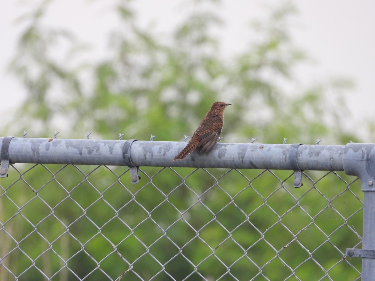 Plaintive Cuckoo - ML643739220