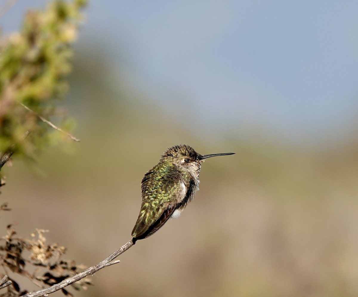 rødmaskekolibri - ML643739223
