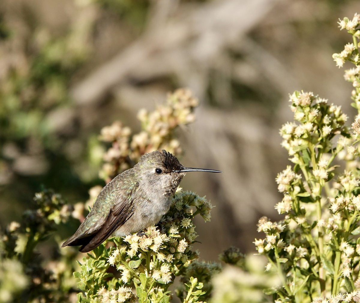 rødmaskekolibri - ML643739225