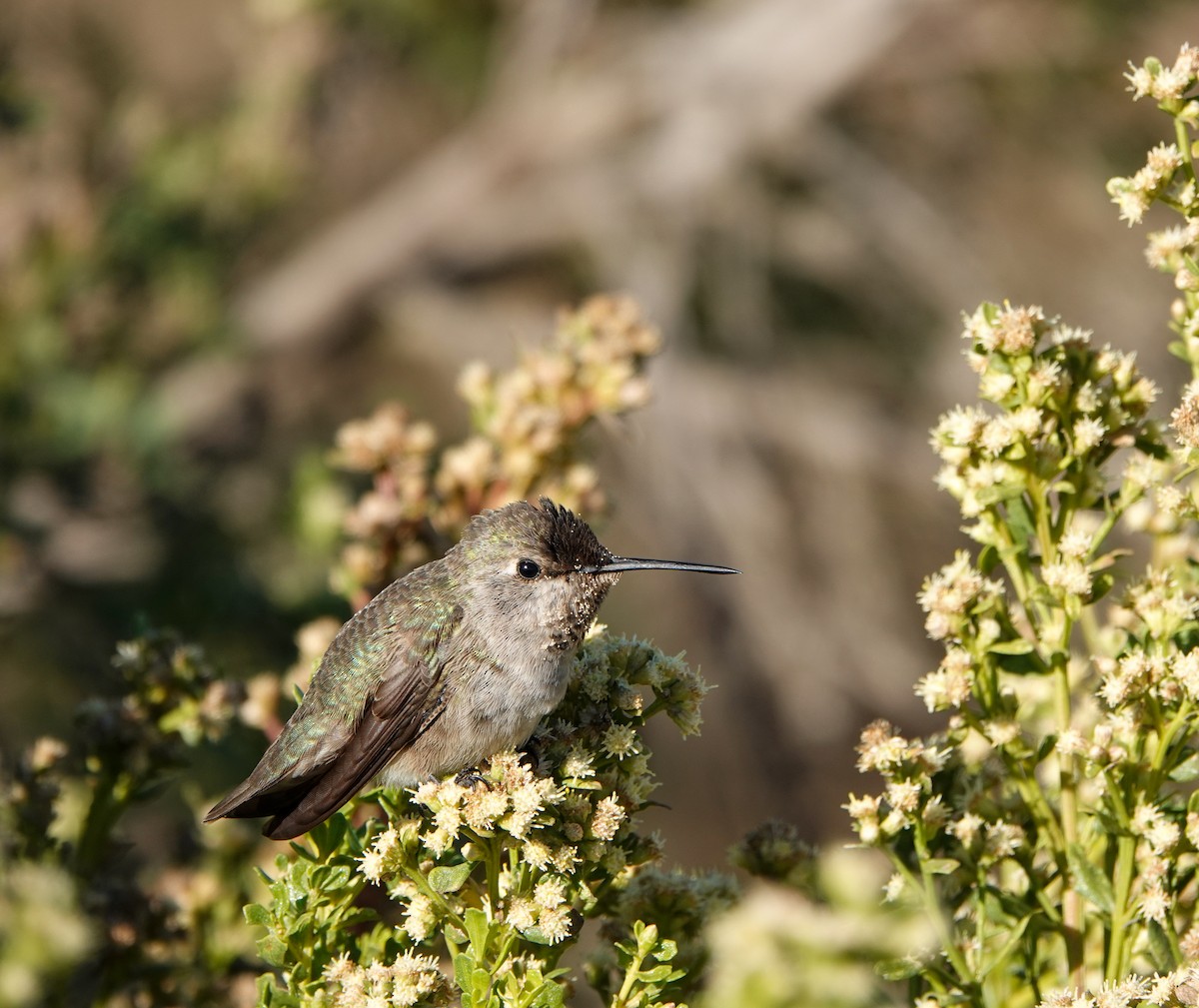 rødmaskekolibri - ML643739226