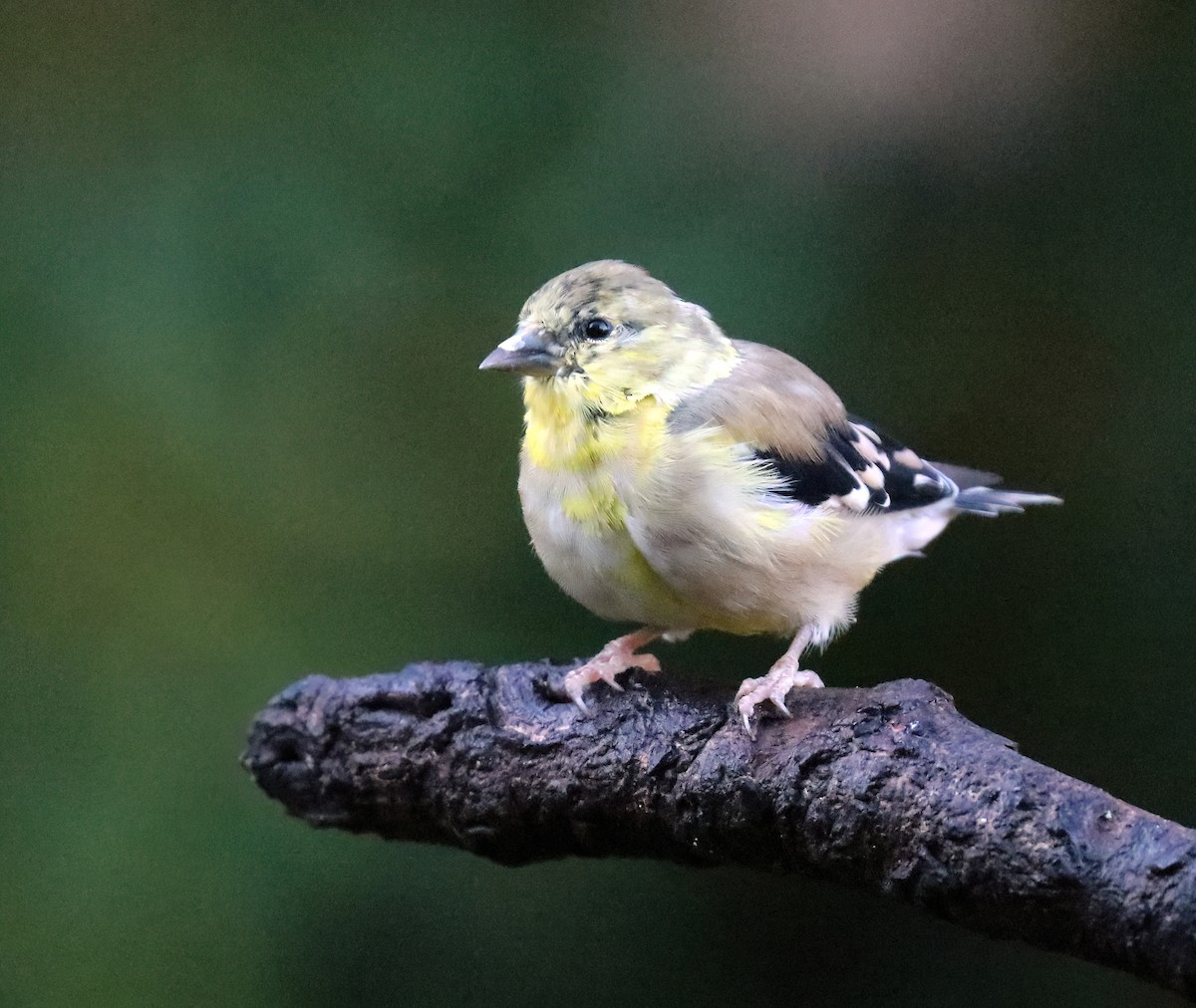 gulstillits - ML643739227