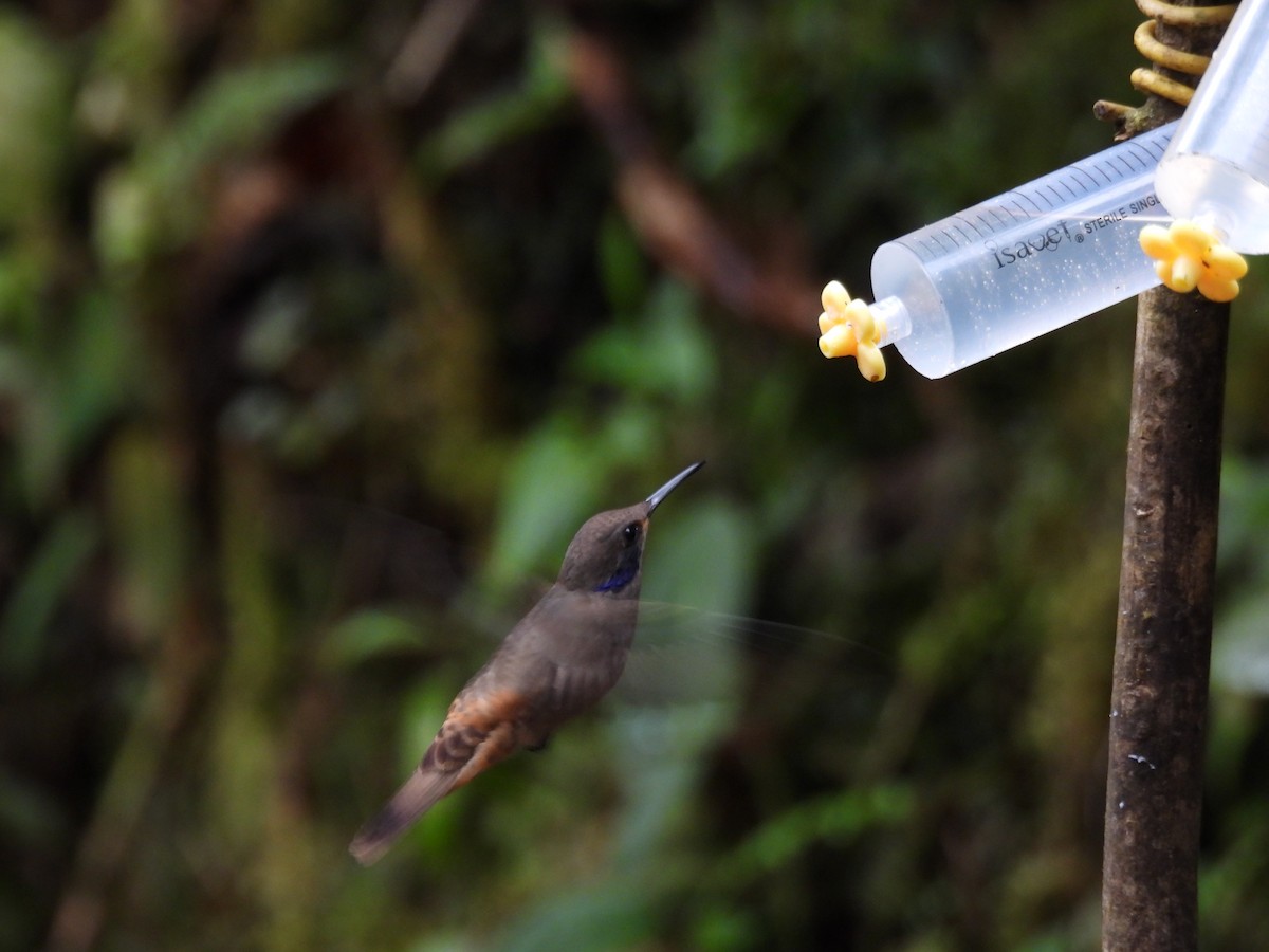 Brown Violetear - ML643739244