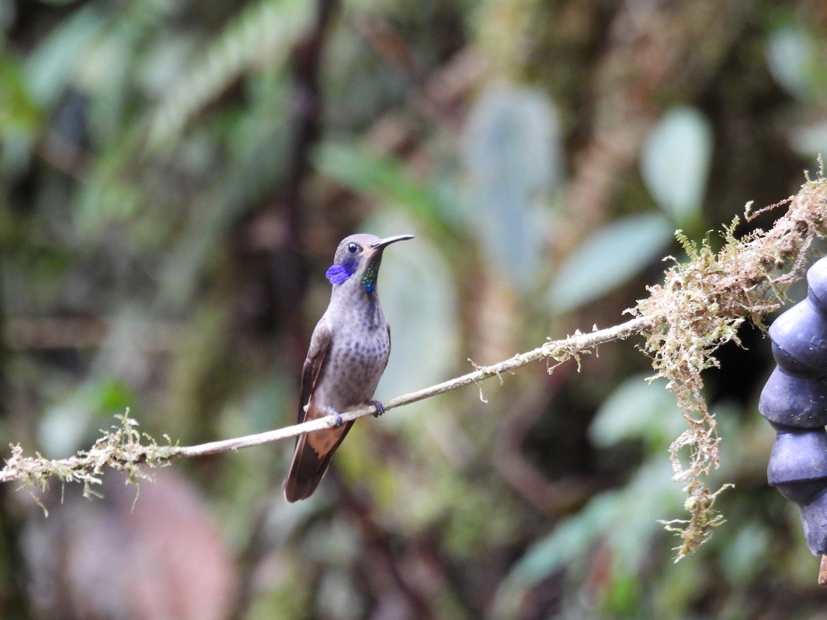 Brown Violetear - ML643739247